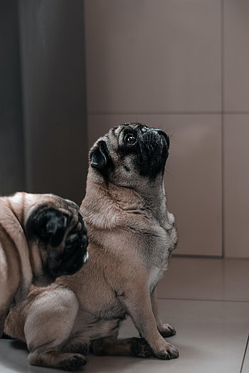 Funny, Animals, Dog, Sight, Opinion, Animal, Pug HD phone wallpaper