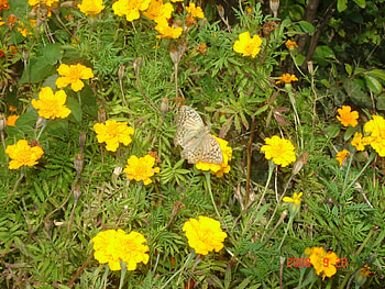 Plants, Butterflies, Flowers, Insects HD wallpaper