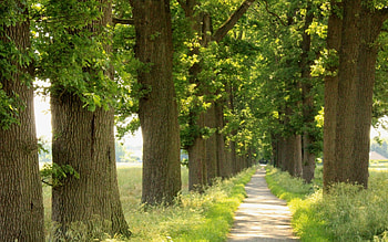 Oak Avenue, oaks, avenue, path, trees, alley HD wallpaper