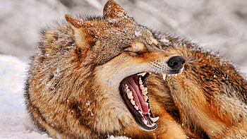 ANGRY WOLF, eyes, cute, nice, sad, animals, 2011, face, cool, pet, happy, good HD wallpaper