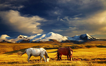 * Horses in the mountains *, horses, nature, mountains, animals HD wallpaper