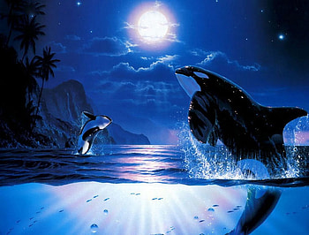 killer whale dance, trees, whales, birds, water HD wallpaper