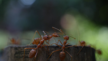 Asian weaver, Ant HD wallpaper