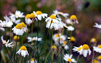 Nature, Flowers, Summer, Camomile HD wallpaper