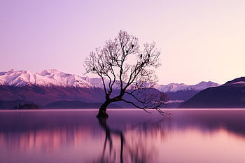 A serene landscape at dawn featuring a lone tree in a lake against snow-capped mountains. HD wallpaper