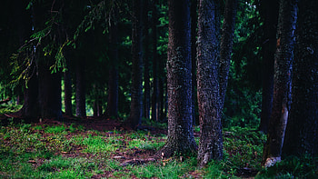 Nature, Trees, Forest, Trunks HD wallpaper