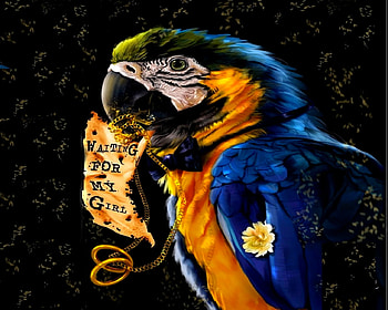 WAITING FOR MY GIRL, chain, digital, note, painting, art, flower, work, parrot HD wallpaper