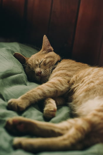 Adorable ginger cat peacefully sleeping indoors on a comfortable bed. HD phone wallpaper