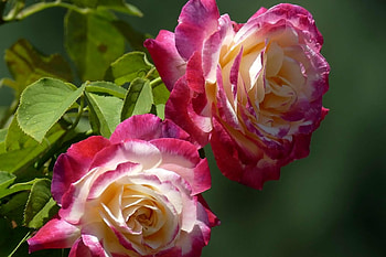Roses, Flowers, Nature, Macro HD wallpaper