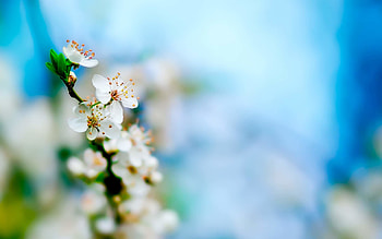 Flower Backgrounds . Cool , Flower HD wallpaper