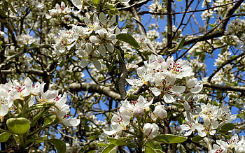 Flowering Tree, white, flowering, blooms, spring, tree HD wallpaper