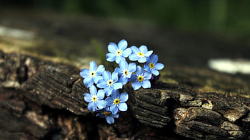 Flowers, Plant, Macro, Bark, Small HD wallpaper