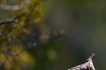 Animals, Rock, Stone, Lizard, Reptile, Amphibian HD wallpaper