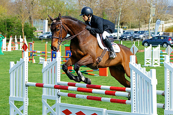 The world of equestrianism, Equestrian lifestyle, Equestrian passion, Equestrian culture HD wallpaper