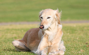 Animals, Grass, To Lie Down, Lie, Dog, Wind, Saluka HD wallpaper