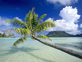 Landscape, Sea, Beach, Palms HD wallpaper