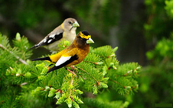 WORRY FRIENDS, bird, cool, beautiful, amazing, little, nice HD wallpaper