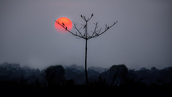 Birds Perched On Silhouette Branches, birds, tree, graphy HD wallpaper