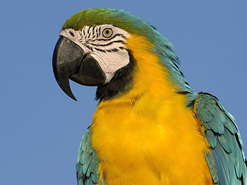 Animals, Birds, Parrots HD wallpaper