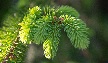 Tree branch, leaves, close up HD wallpaper