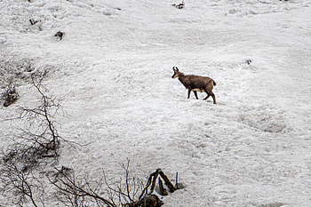 Chamois and alpine ibex, Mountain encounters, Nature's spectacle, Alpine wildlife HD wallpaper