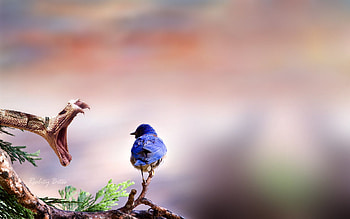 Danger, teeth, snake, blue, bird, attack HD wallpaper