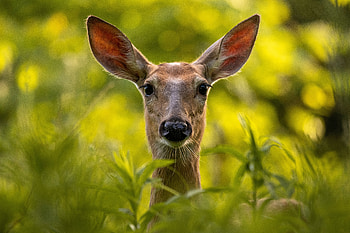 Doe — Majestic Forest Deer, doe, Animal, deer HD wallpaper