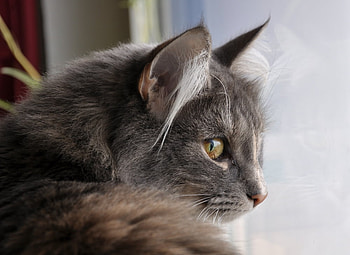 looking out, window, grey tiger, lookong out, cat, beautiful HD wallpaper
