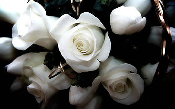 White Rose, rose, white, flowers, petals HD wallpaper