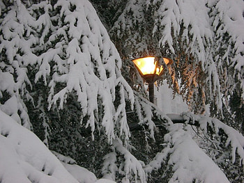 Zemunski Kej, pine tree, morning, snow, tree HD wallpaper