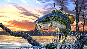 Largemouth Bass , Top HD wallpaper