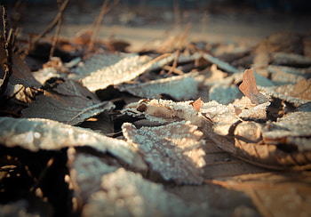 Leaves, Macro, Surface, Frost, Hoarfrost, Dry HD wallpaper