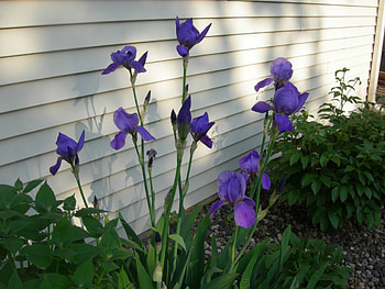 Irises, purple, garden, iris, spring HD wallpaper