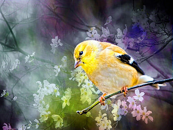 Lonely bird, animal, branch, bird, yellow, floral, lonely HD wallpaper