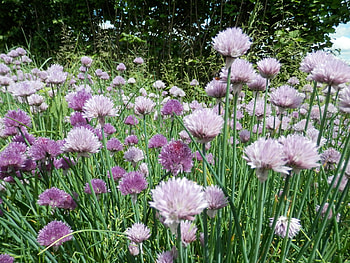Chives culinaris, Saatgut fr lebensmittel, Food, Chives plant HD wallpaper