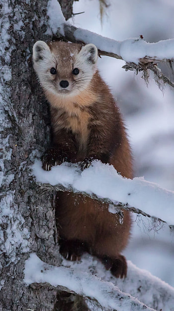 winter, snow, Animal, winter animals HD phone wallpaper