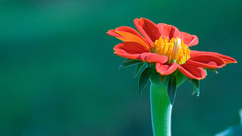 Most Beautiful Flower computer HD wallpaper