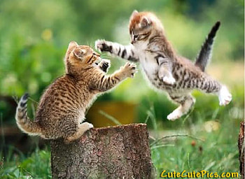 Playing Kittens, cats, cute kittens, playing cats HD wallpaper