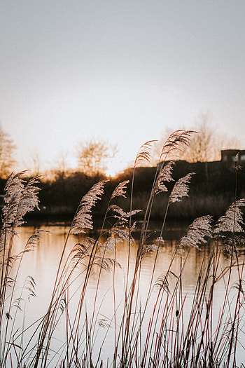 Nature, Grass, Lake, Shore, Bank HD phone wallpaper