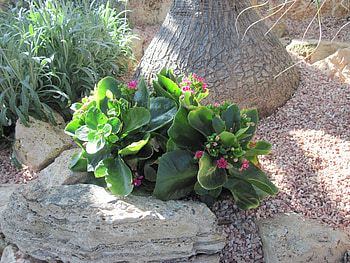 A fantastic day at Edmonton garden 44, leaves, graphy, green, red, Flowers, rocks, stones HD wallpaper