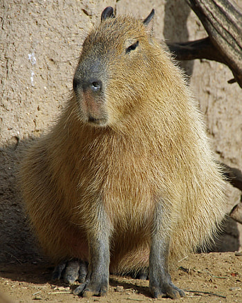 Capybara , Animal HQ, , 2019 HD phone wallpaper
