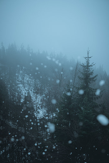 Nature, Trees, Glare, Forest, Fog, Bokeh, Boquet HD phone wallpaper