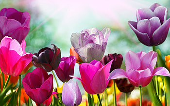 Plants, Flowers, Tulips HD wallpaper