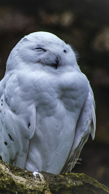 Hedwig, Cute animals HD phone wallpaper