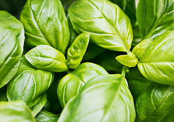 Grow best basil ever, Birds and blooms, Basil plant, Food HD wallpaper