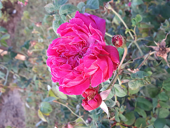 Pink Rose, rose, pink, shyamal, lalbagh HD wallpaper