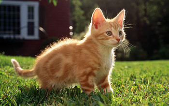 Beautiful Kitten, kitten, cute, cat, beautiful, beauty HD wallpaper