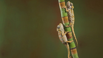 Animals, Chameleons, Couple, Pair, Branch, Crawl HD wallpaper