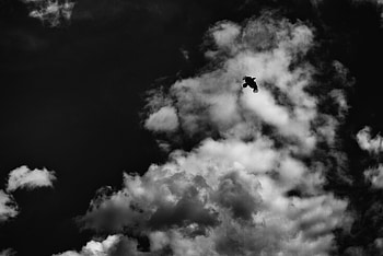 Sky, Clouds, Bird, Flight, Bw, Chb HD wallpaper