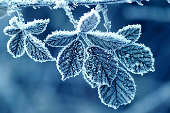 Frozen, winter, blue, white, iarna, leaf, macro, ice HD wallpaper